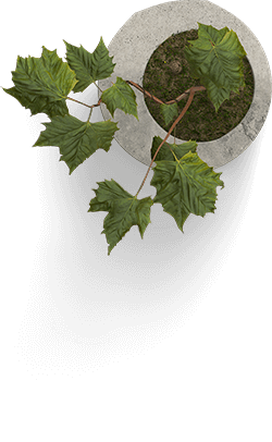 plant-img